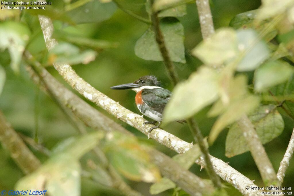 Martin-pêcheur d'Amazonie mâle adulte