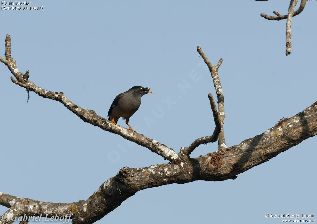 Jungle Mynaadult