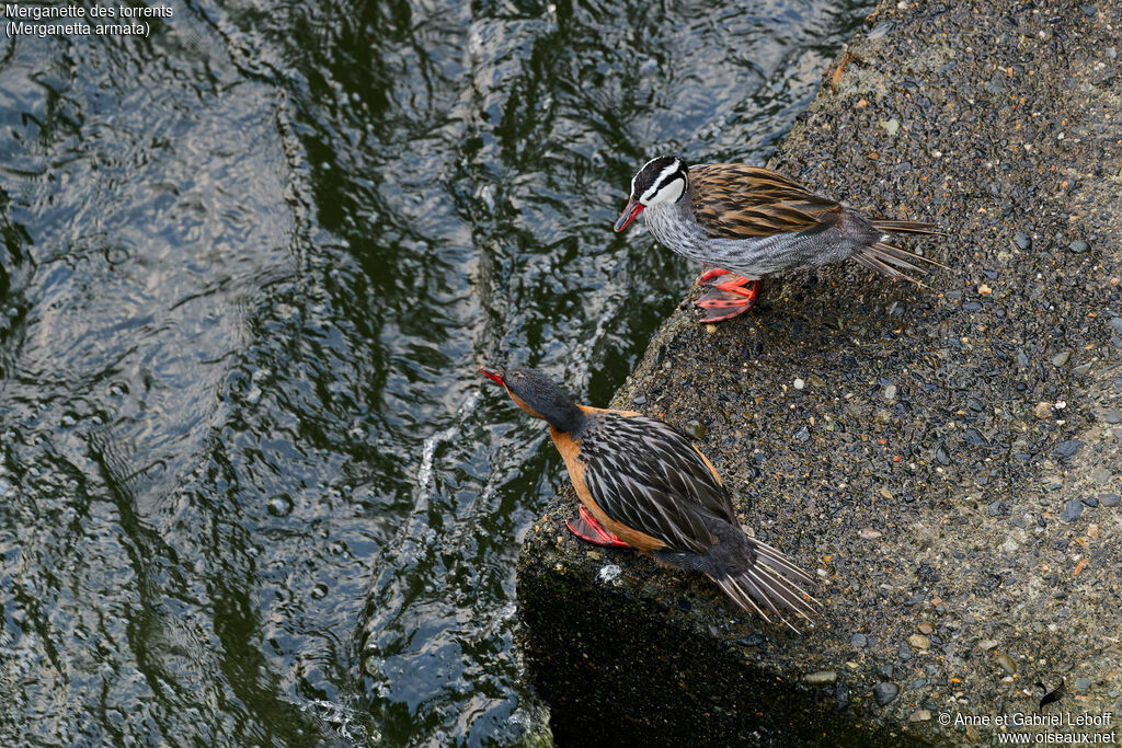 Torrent Duckadult