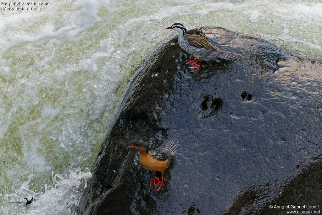 Torrent Duckadult
