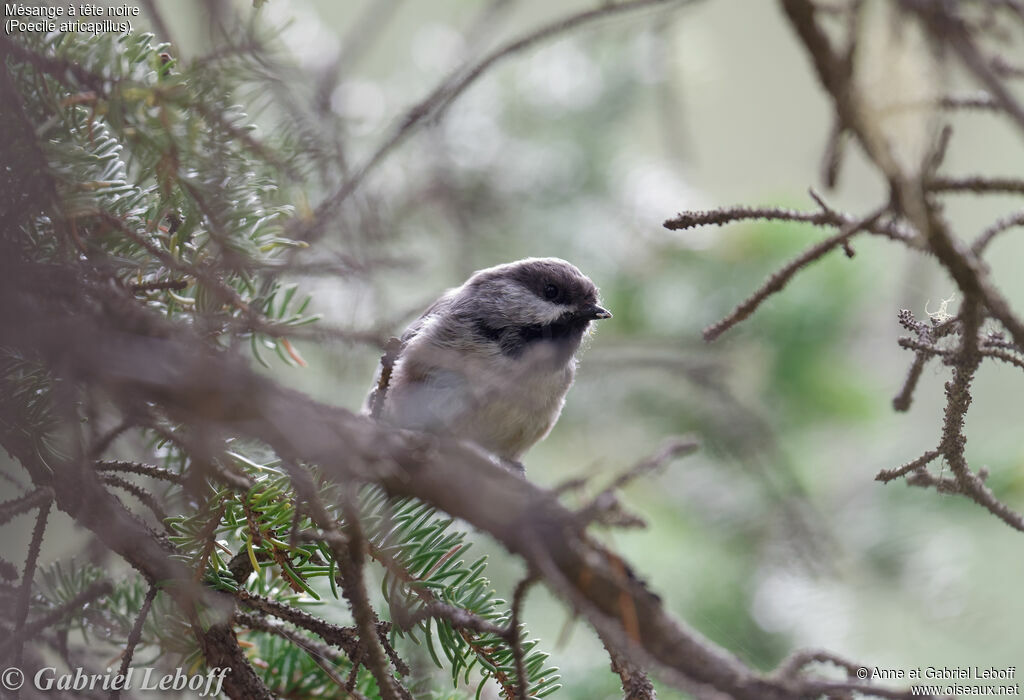 Black-capped Chickadee