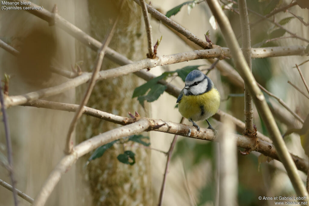 Eurasian Blue Tit
