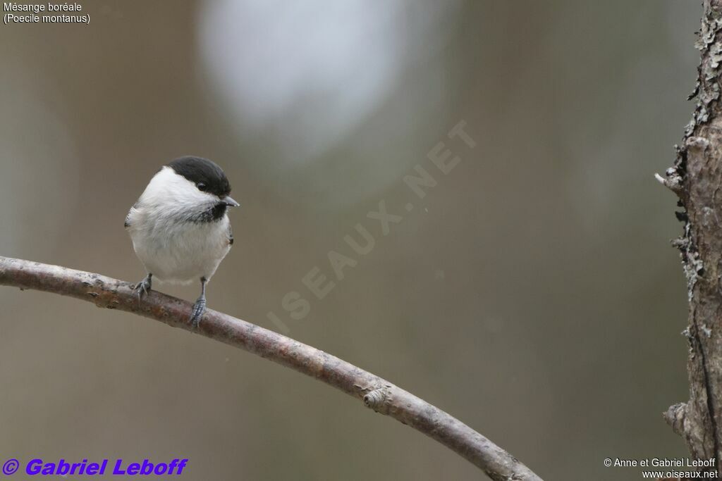 Mésange boréale