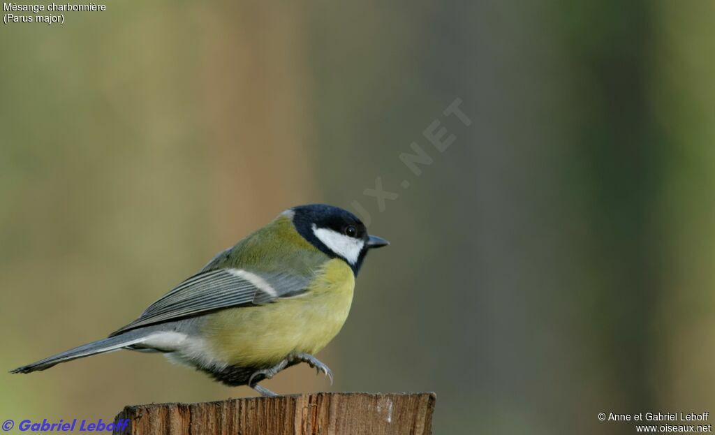 Great Tit