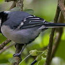 Mésange indienne