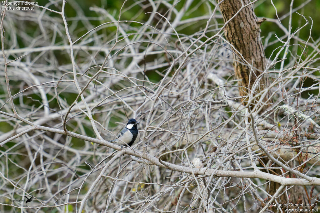 Mésange indienne