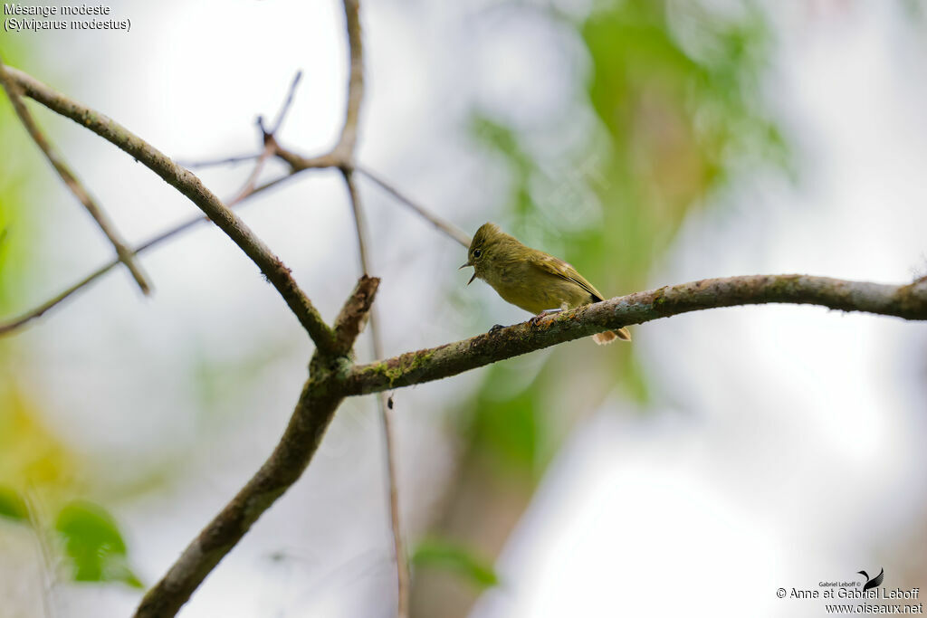 Yellow-browed Tit