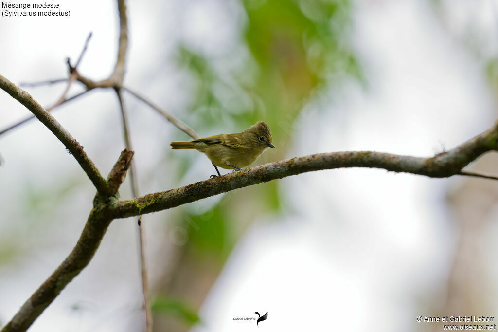 Yellow-browed Tit