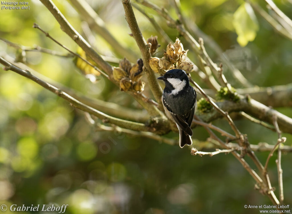 Mésange noire