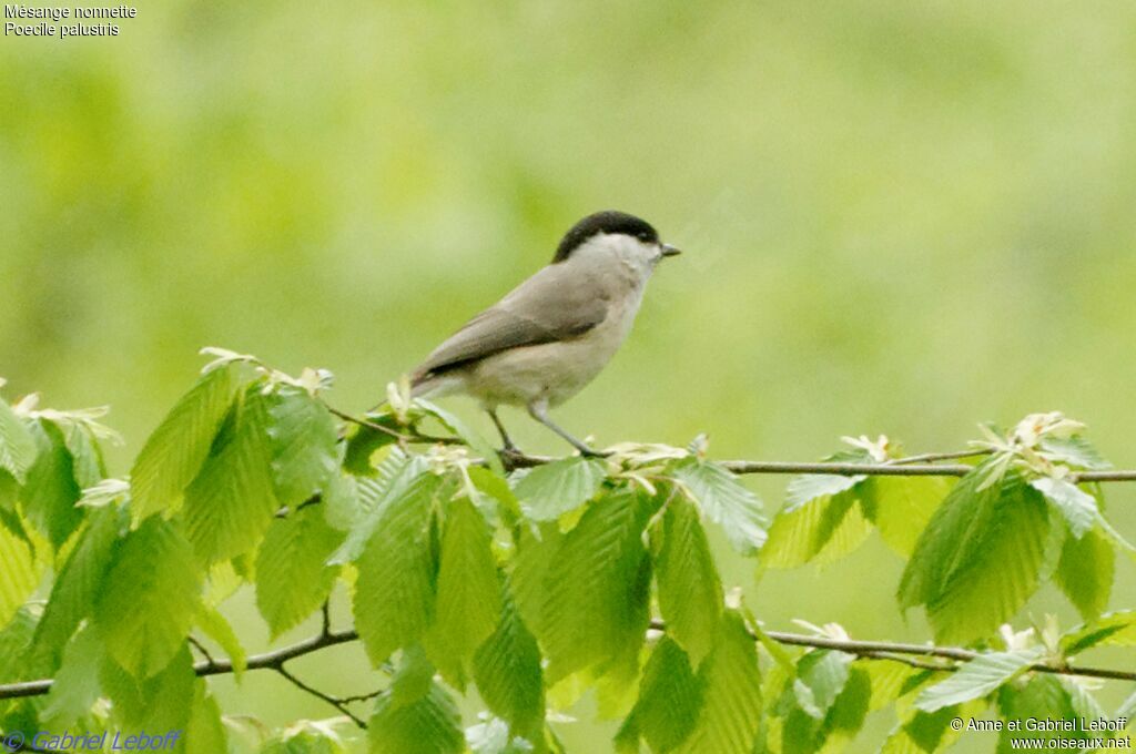 Mésange nonnette