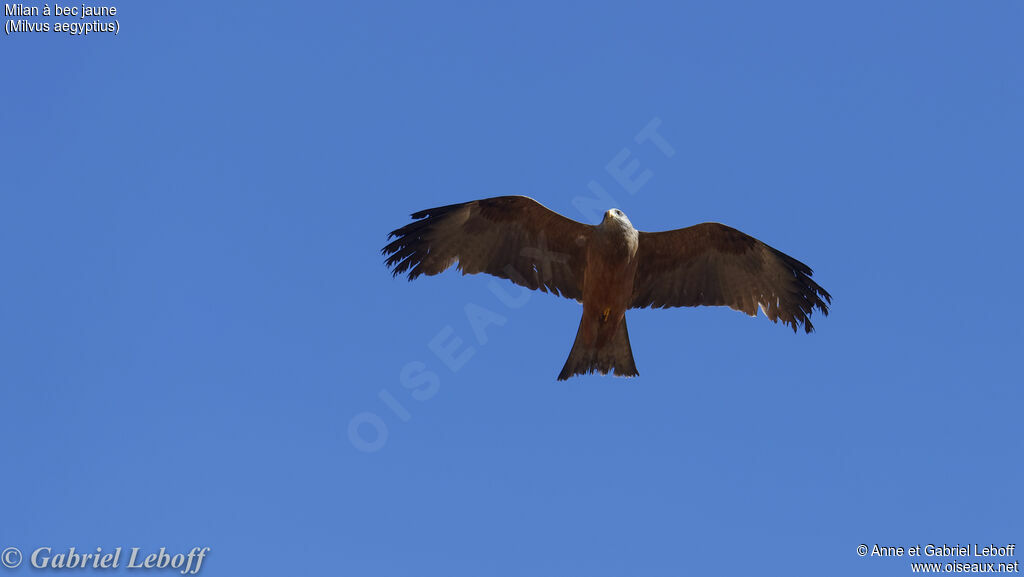 Yellow-billed Kite