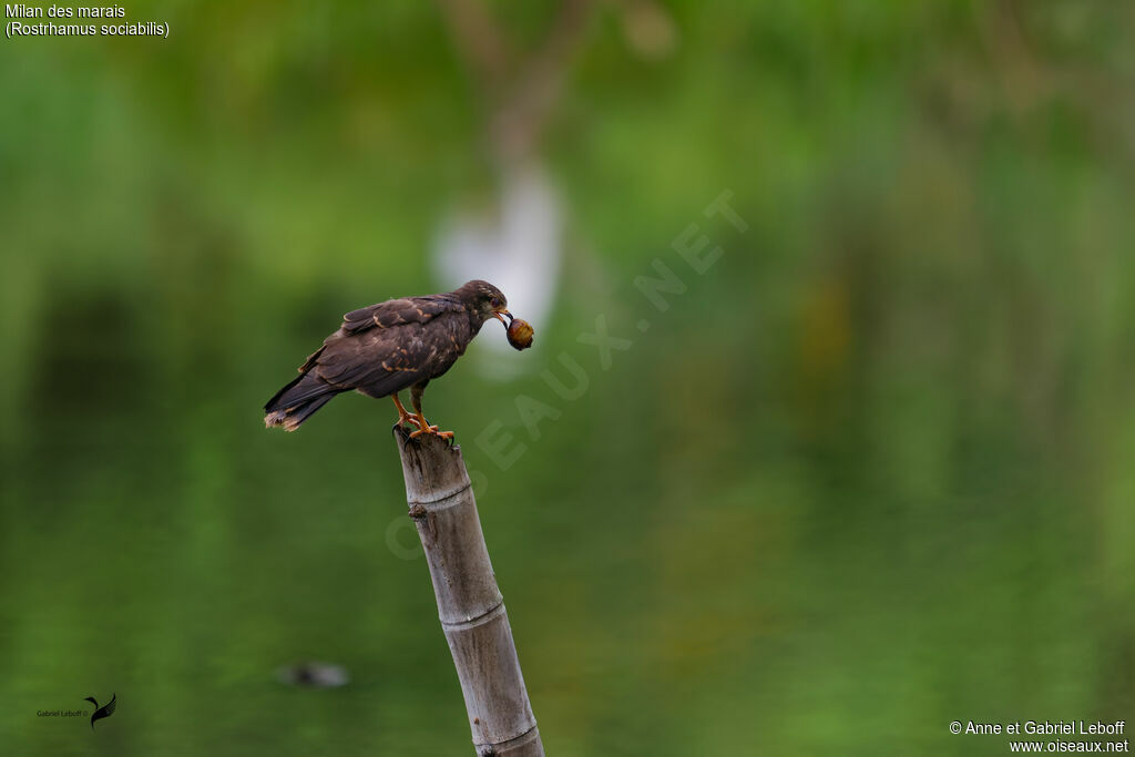 Snail Kite, fishing/hunting