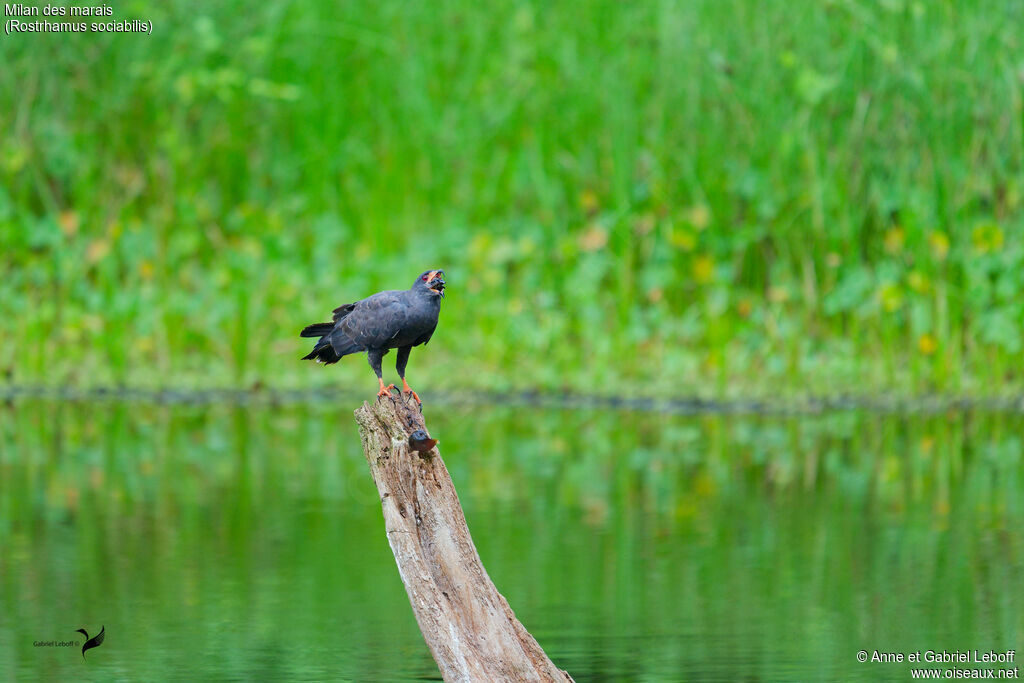 Snail Kite, eats