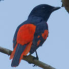 Minivet écarlate
