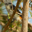 Minivet oranor