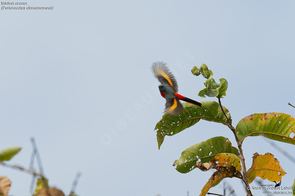 Small Minivet