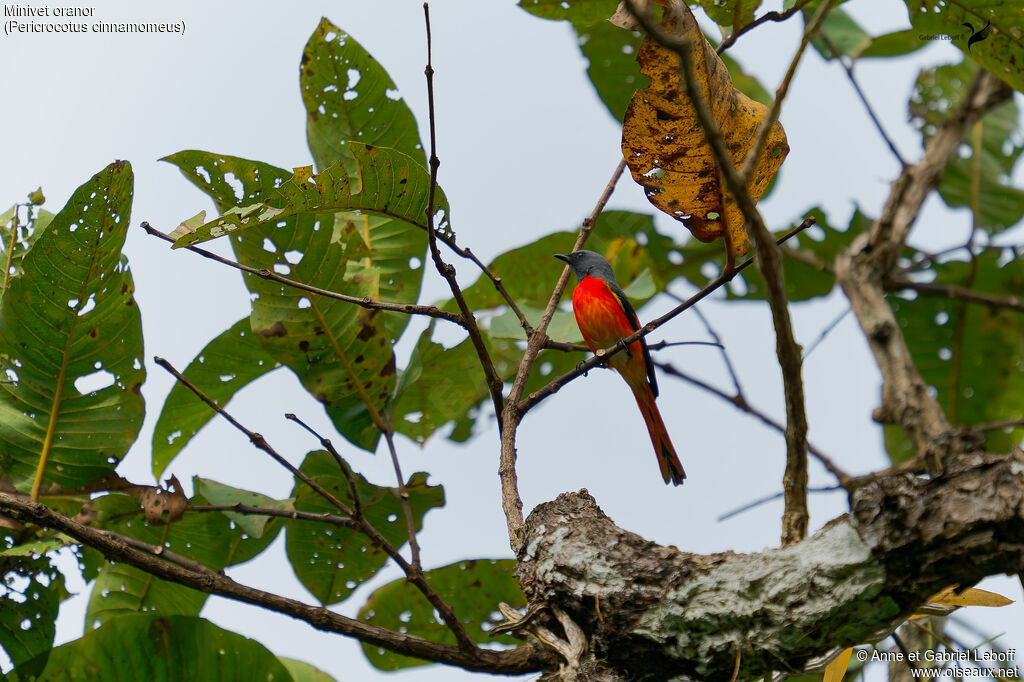 Small Minivet male
