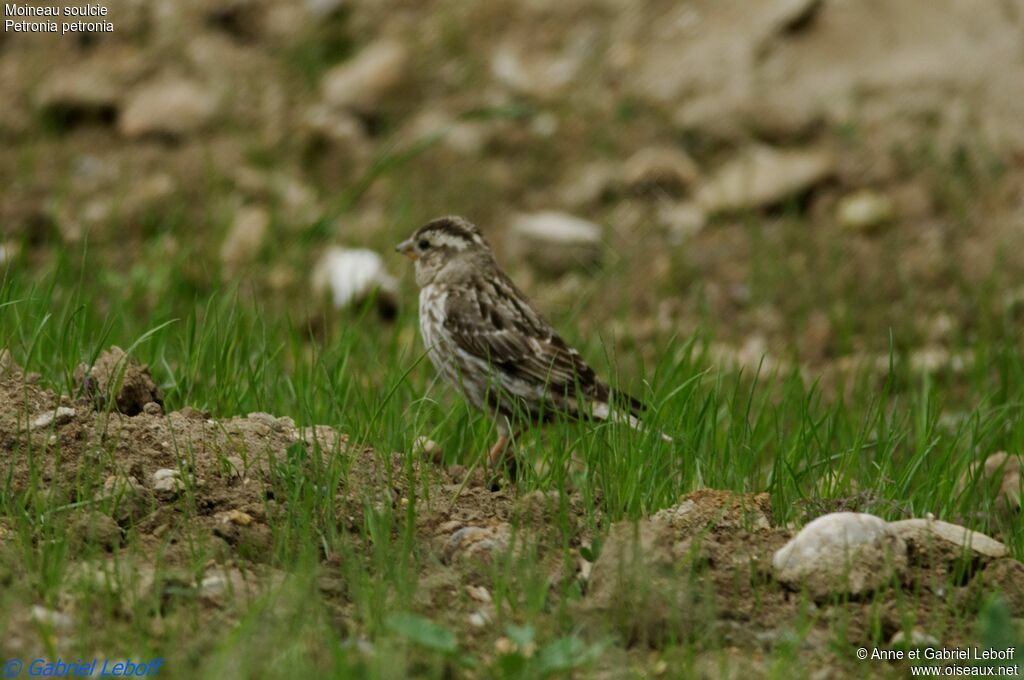 Rock Sparrow