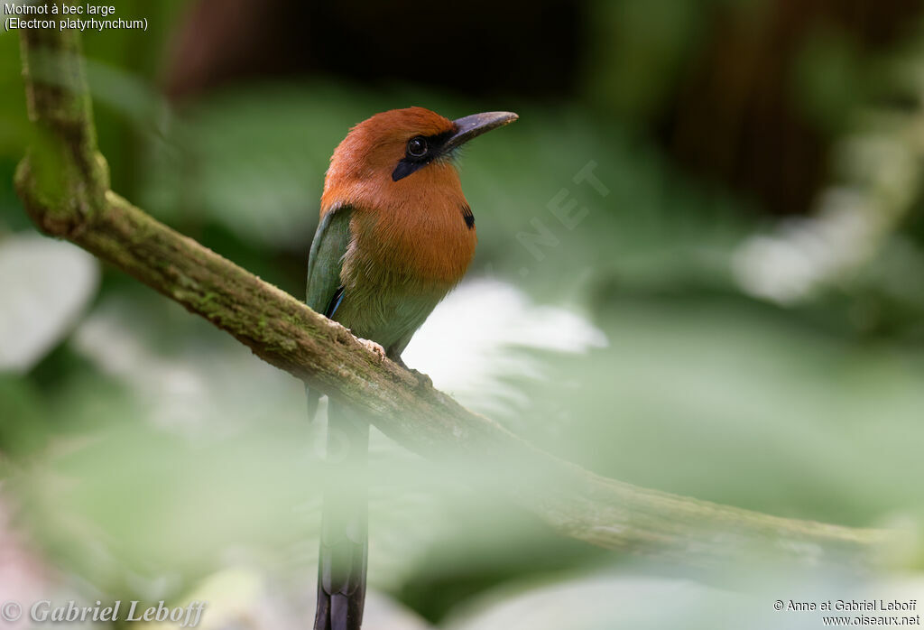 Motmot à bec large