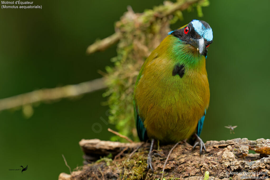 Motmot d'Équateur