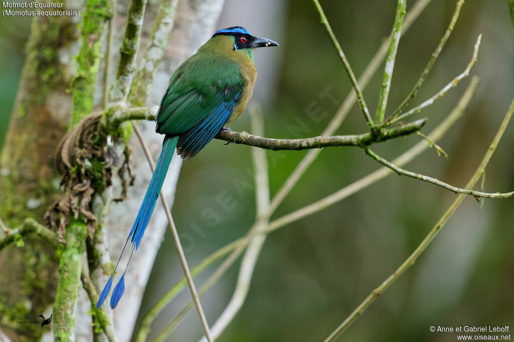 Andean Motmot