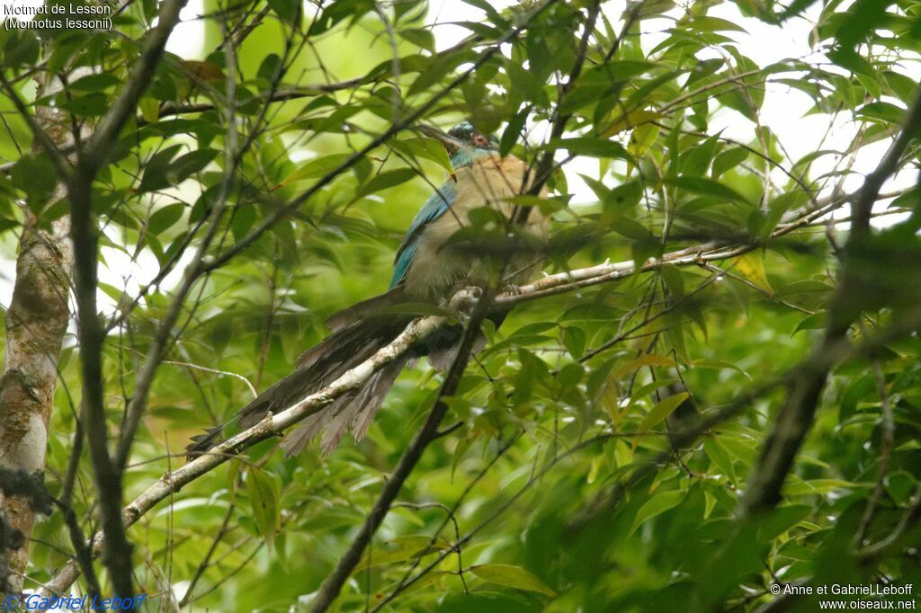 Motmot de Lessonadulte