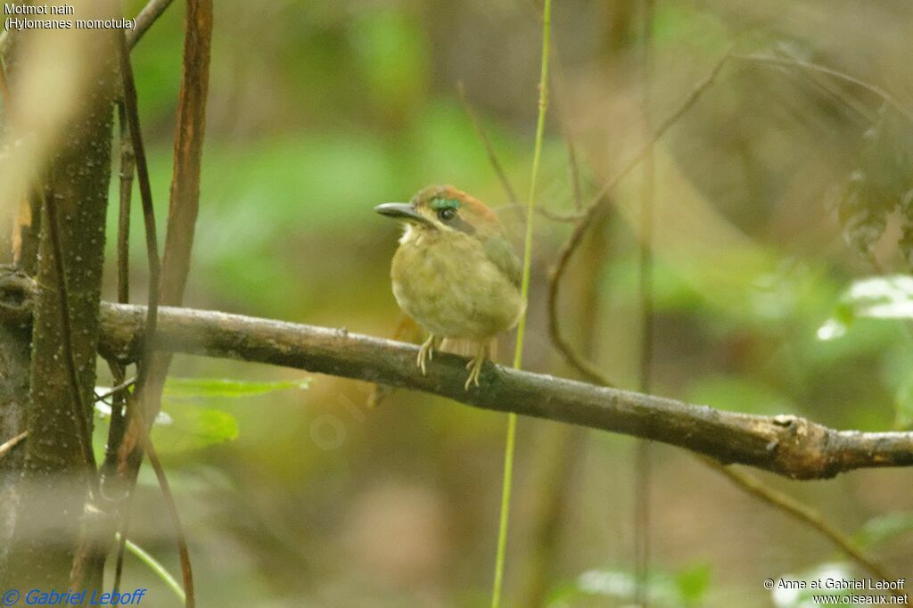 Motmot nain