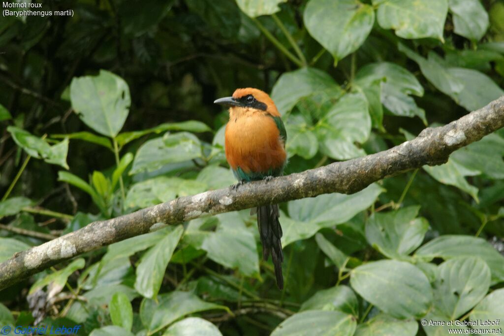 Rufous Motmot