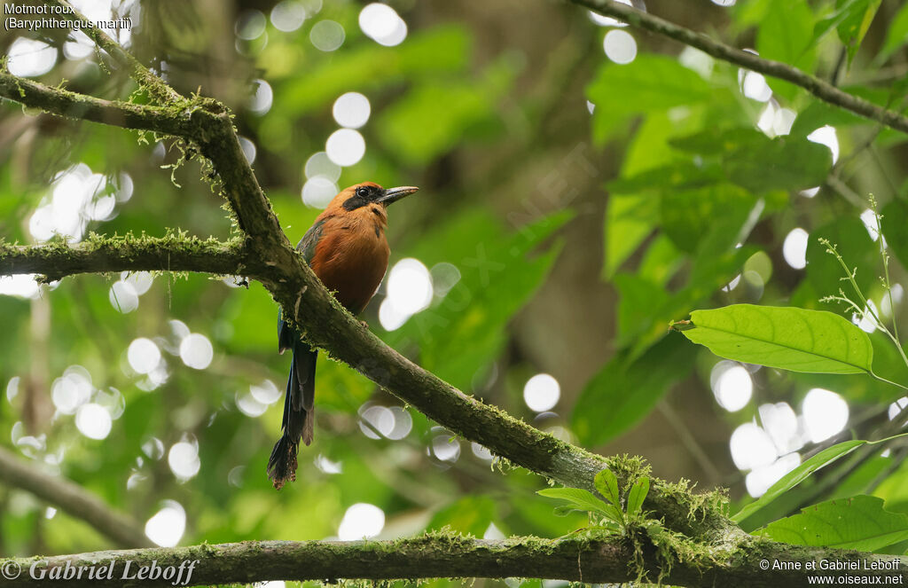 Rufous Motmotadult