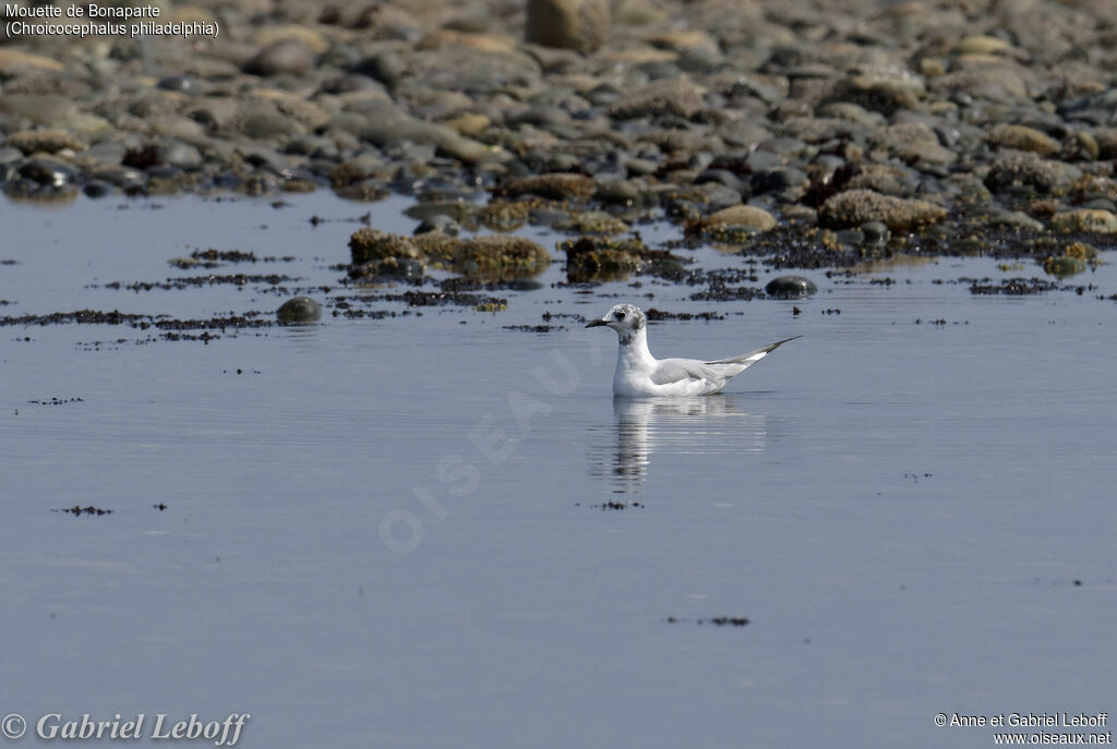Bonaparte's Gulljuvenile