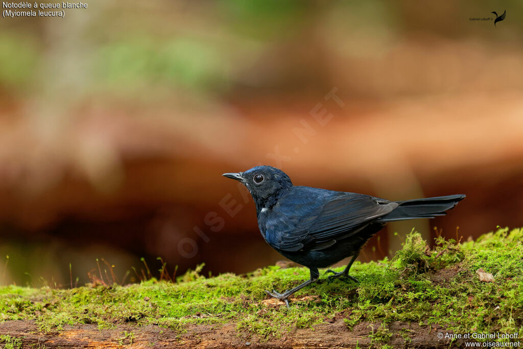White-tailed Robin male