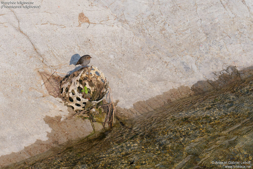 Nymphée fuligineuse - Rougequeue fuligineux<br /> femelle