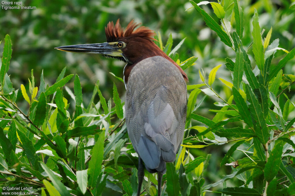 Rufescent Tiger Heron