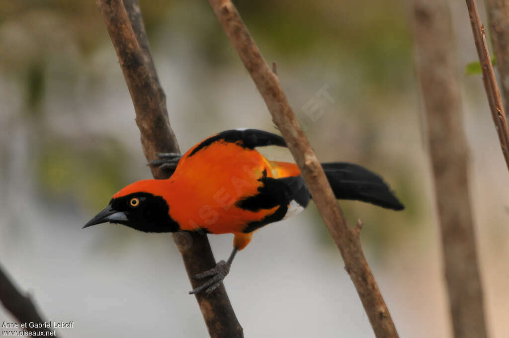 Orange-backed Troupialadult, Behaviour