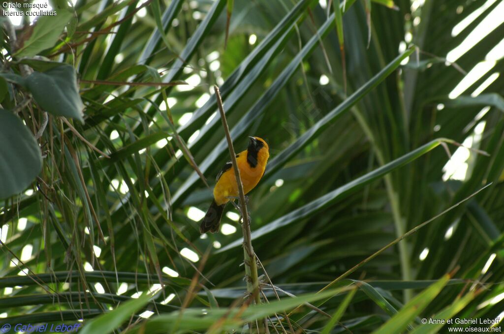 Oriole masqué