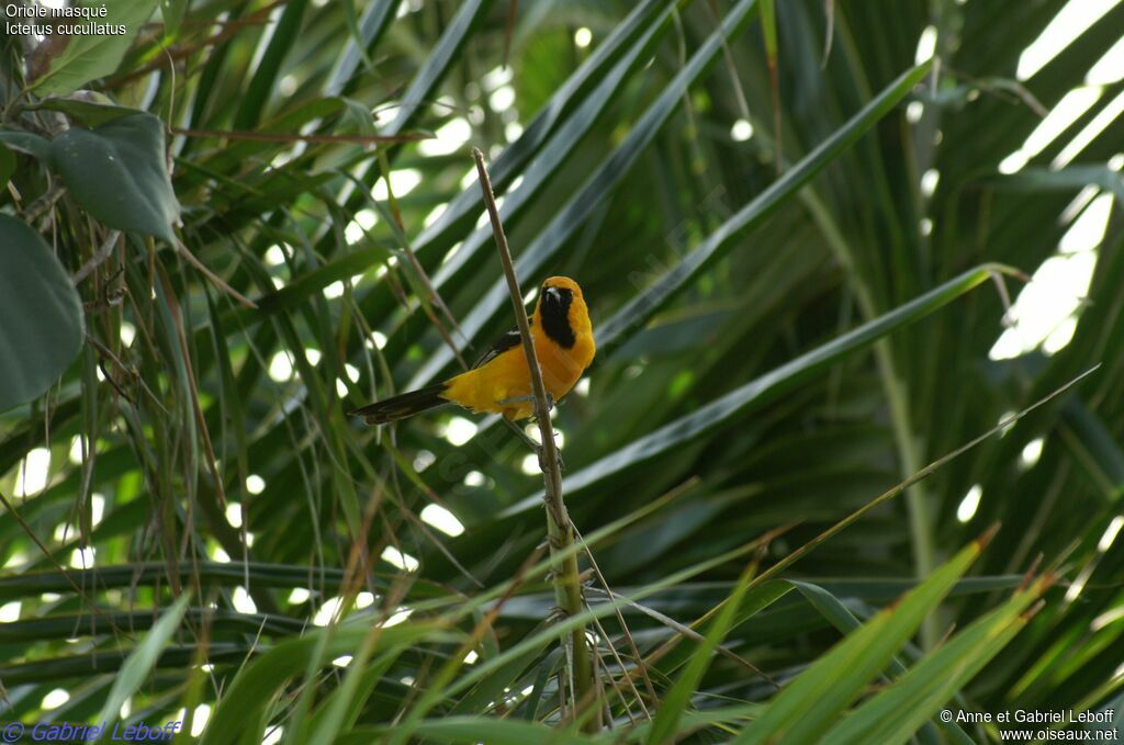 Oriole masqué
