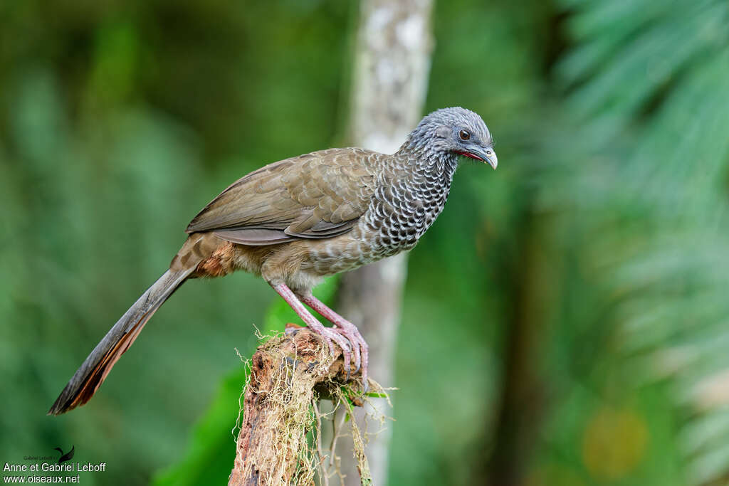 Ortalide de Colombieadulte, identification