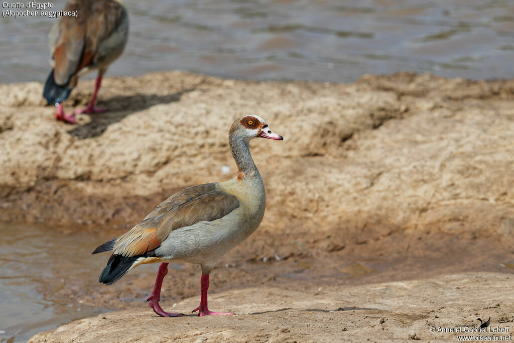 Egyptian Goose