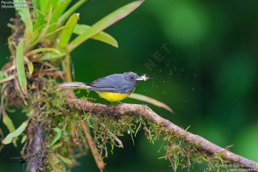 Slate-throated Whitestart