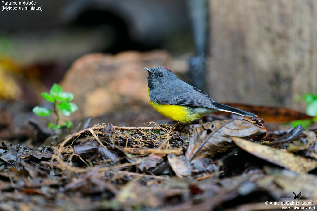 Paruline ardoisée