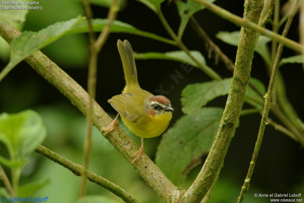 Chestnut-capped Warbleradult