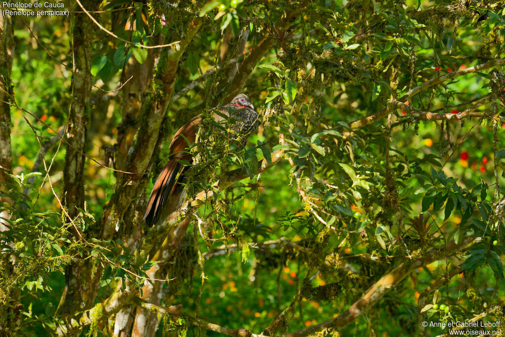 Cauca Guanadult