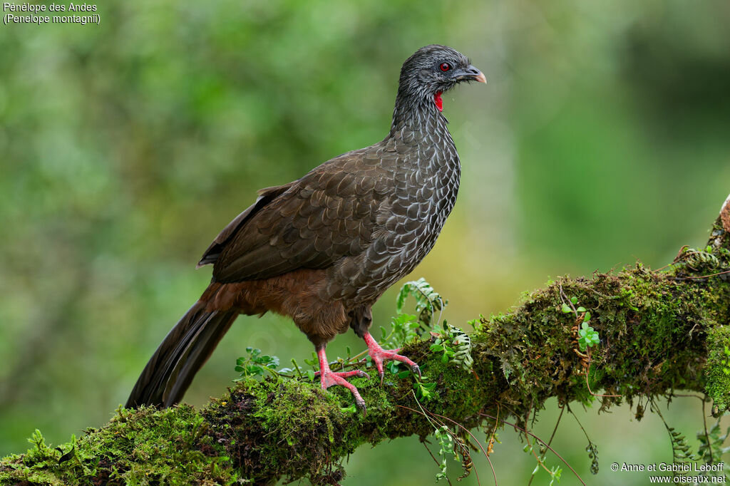 Andean Guanadult