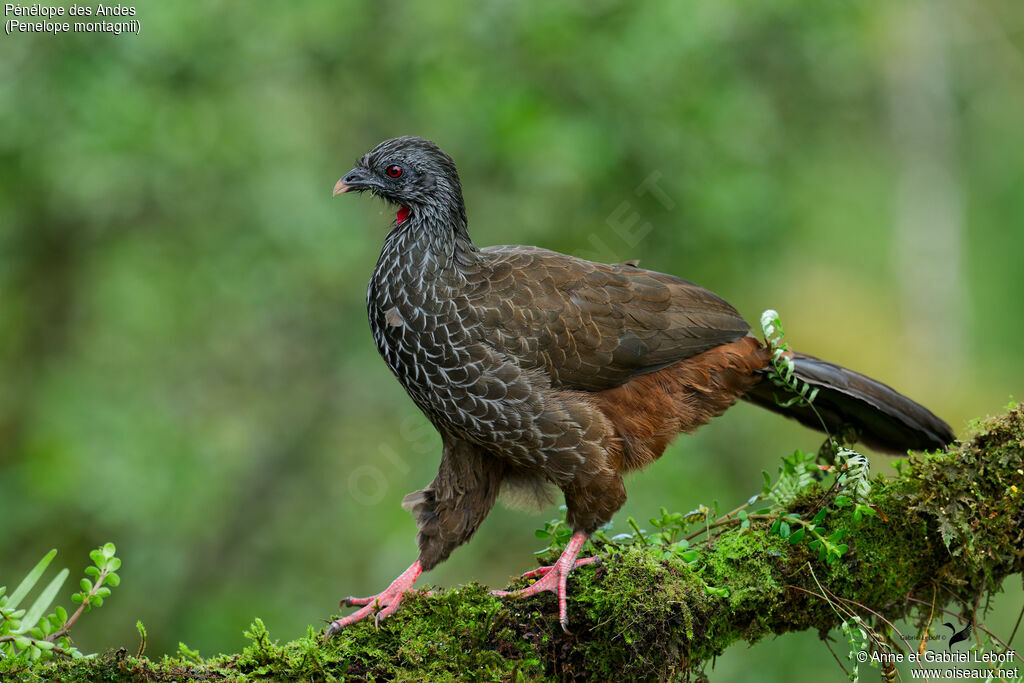 Andean Guanadult