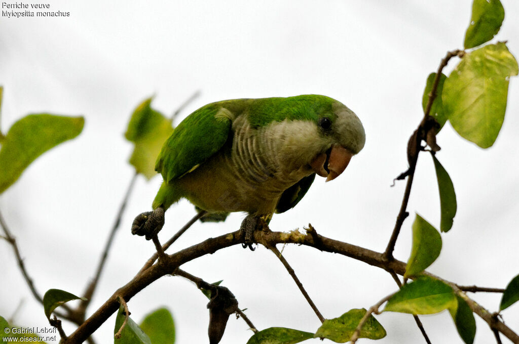 Monk Parakeet