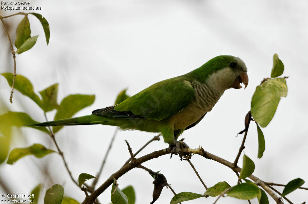 Monk Parakeet