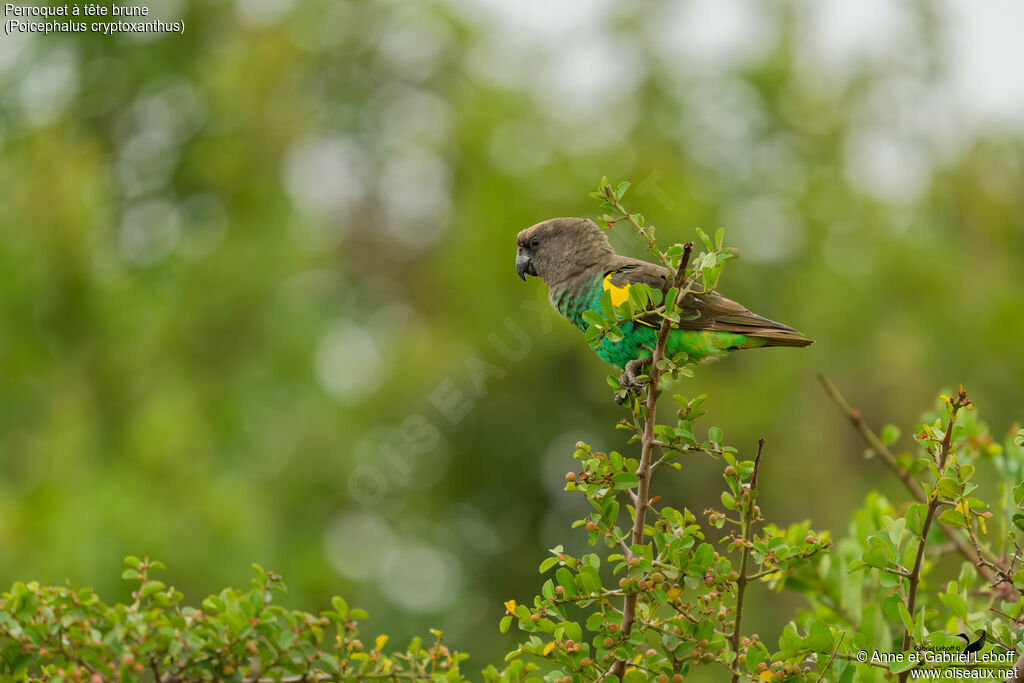 Perroquet à tête brune