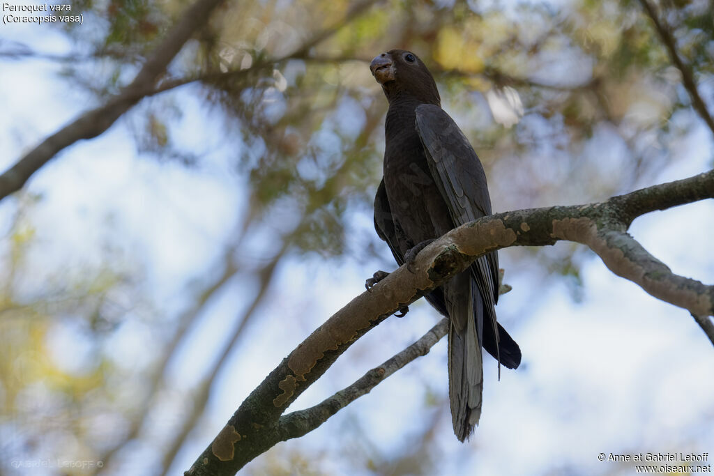 Greater Vasa Parrot