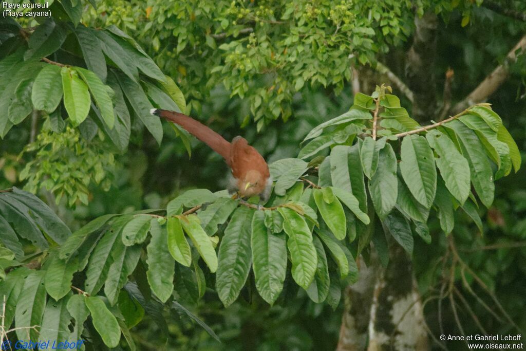 Squirrel Cuckoo