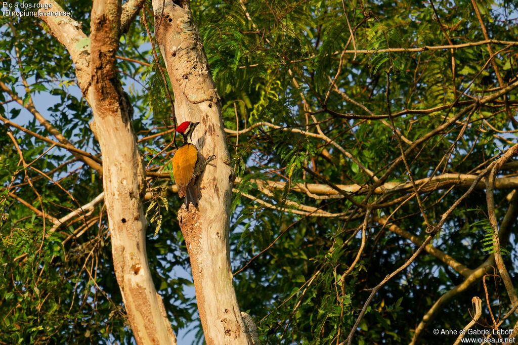 Common Flameback